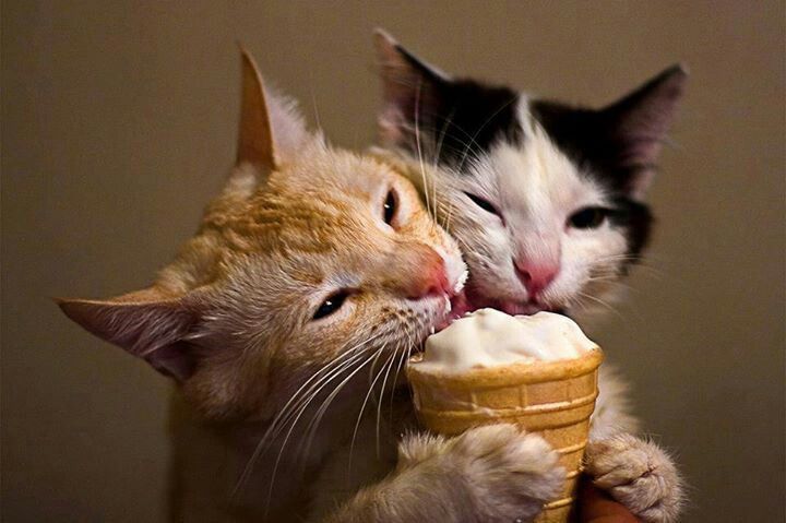 We Love Ice Cream! But is Ice Cream Okay for Cats? – Why Cats Rule ...