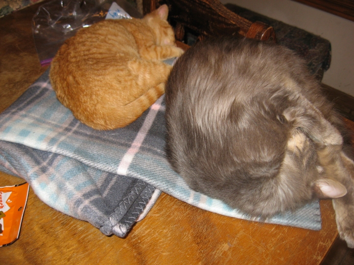 Pumkin and Misha on new blanket