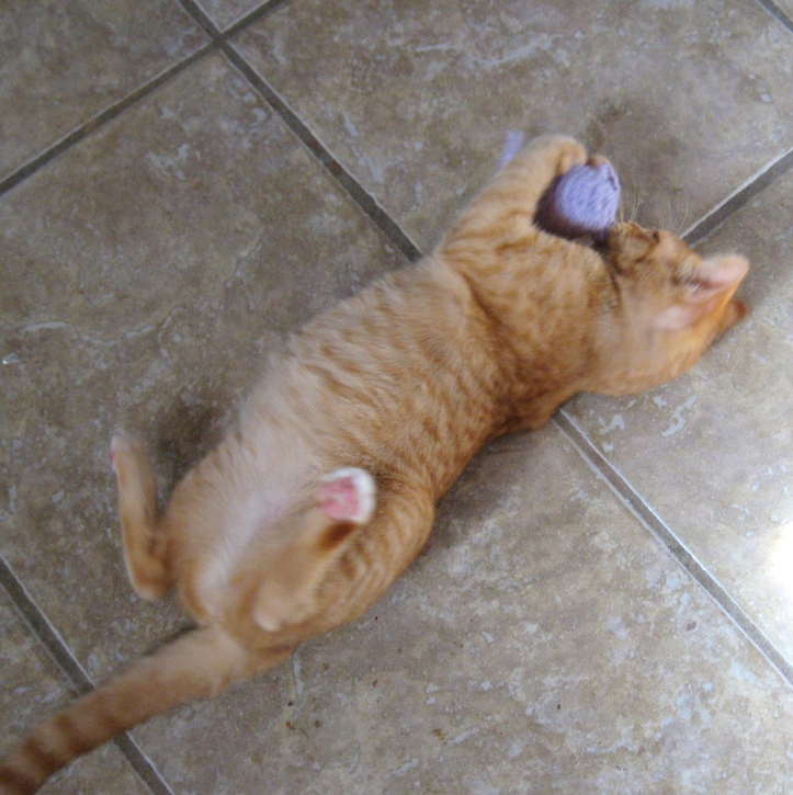 Pumkin with purple toy